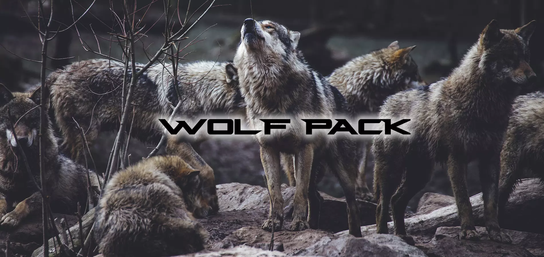 Wolf Pack Forest River Rv Manufacturer Of Travel